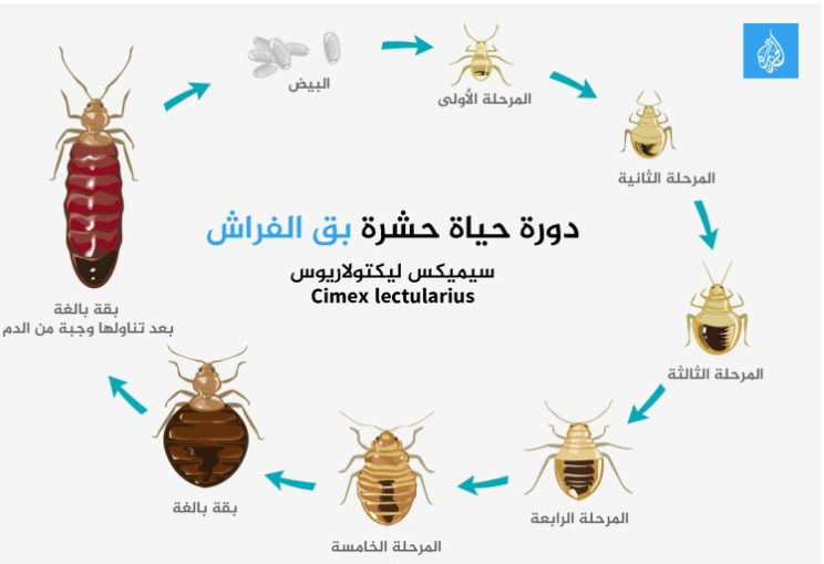 صورة توضح دورة حياة Cimex lectularius