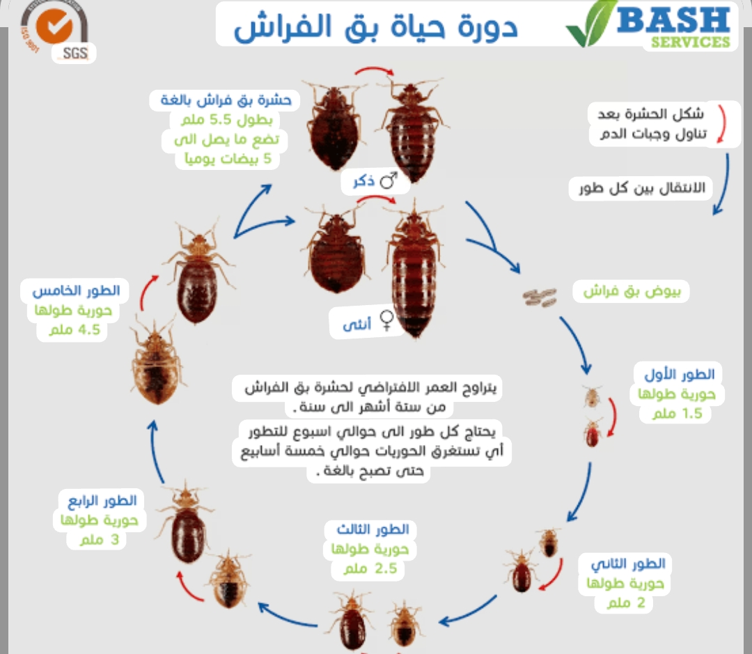 دورة حياة بق الفراش