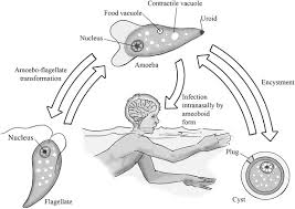 دورة حياة Naegleria fowleri amoeba